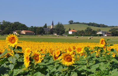 Paysage tournesols Sentous