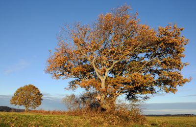 Un arbre dans les Baronnies