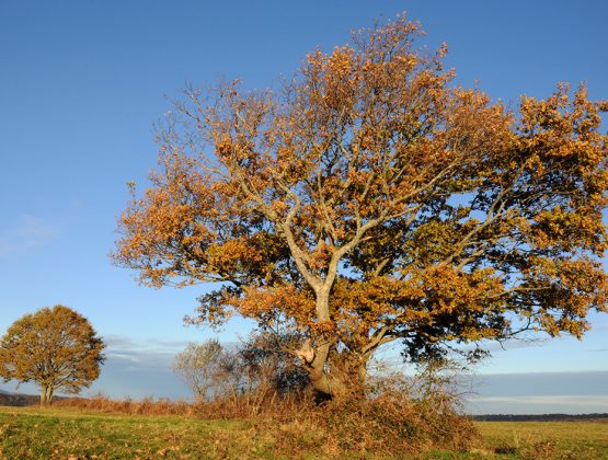 Un arbre dans les Baronnies