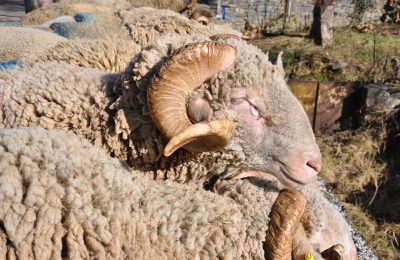 Foire aux béliers d'Esparros