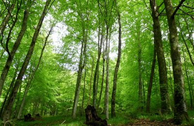 Forêt de Mazouau