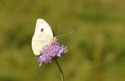 Papillon