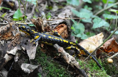 Salamandre à la Gourgue d'Asque