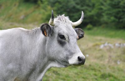 Vache gasconne