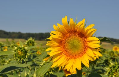 Champs de Tournesols