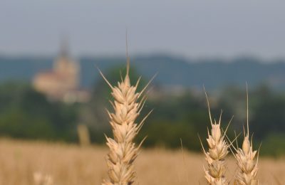 Production de blé