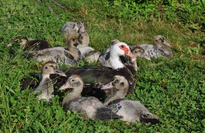 Elevage de canards