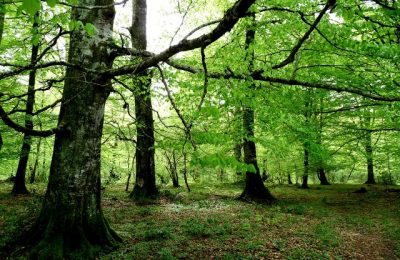 Forêt de Mazouau