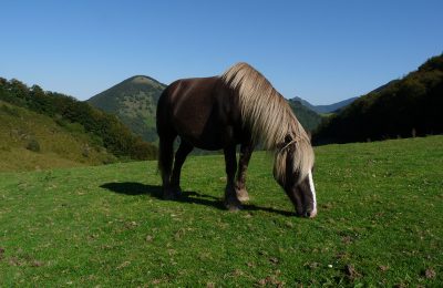 Cheval sur le sentier du Pacte des Loups