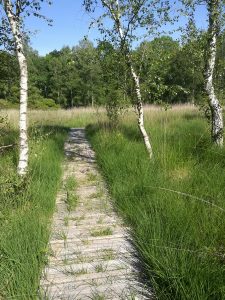 Sentier tourbiere clarens 4